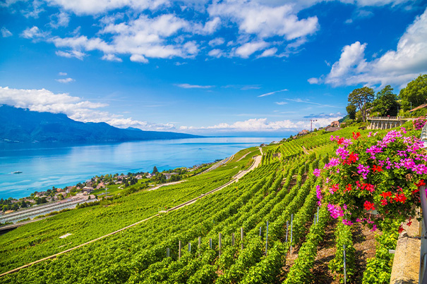 Explore Zurich’s wine region