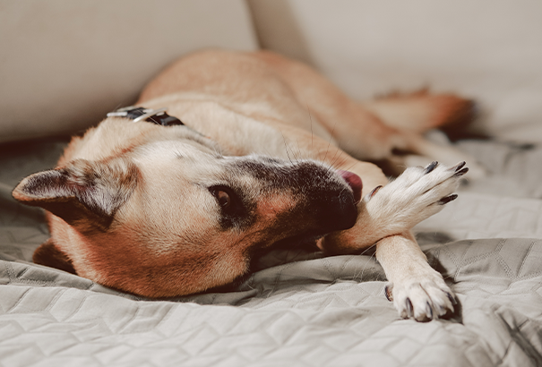 How to charter a flight with the pet