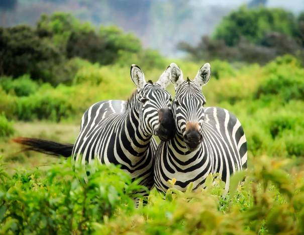 Bali Safari and Marine Park