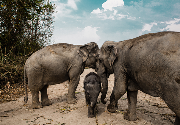 Elephant Jungle sanctuary