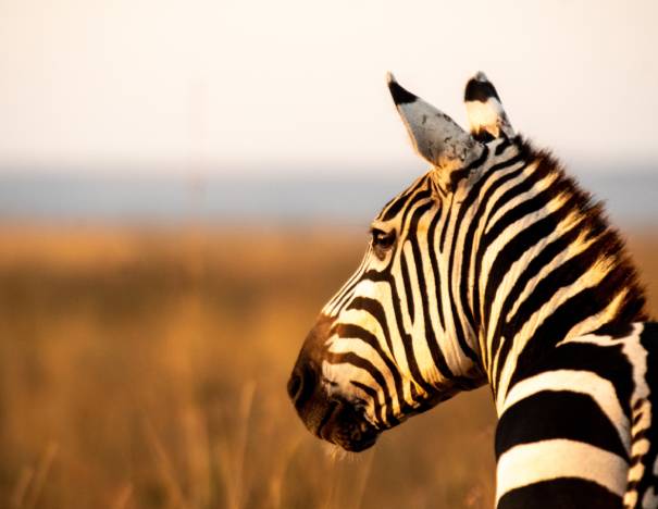 Giraffe Manor Nairobi