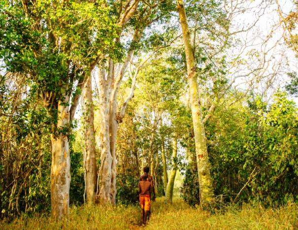 Kaya Kinondo Sacred Forest