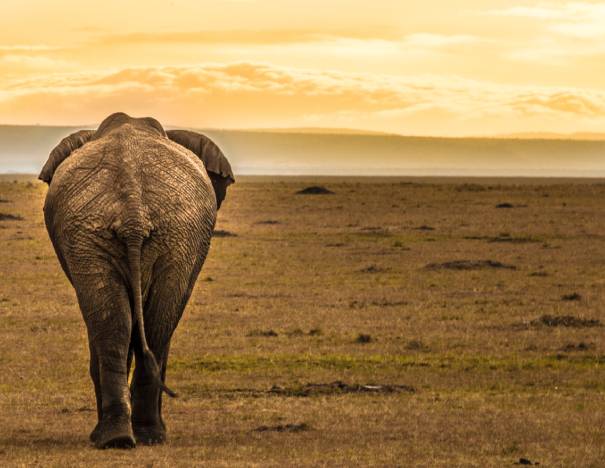 Nairobi National Park