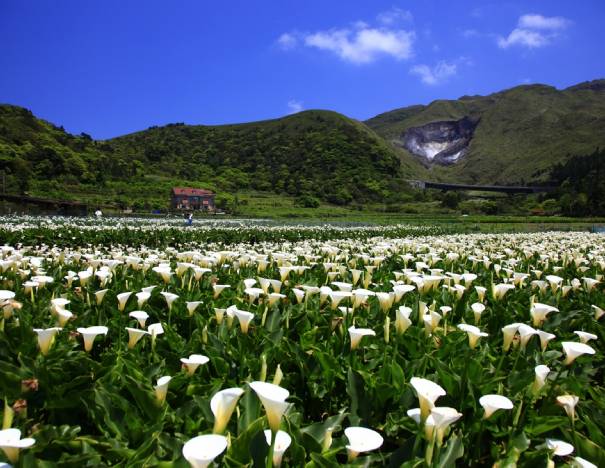 Yangmingshan National Park